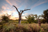 Old Cottonwood, Thompson Ranch