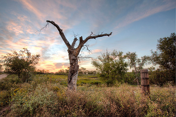 Old Cottonwood, Thompson Ranch