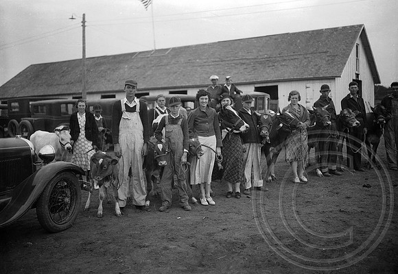 Calves at Fair Show, 1934