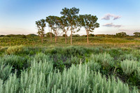 Tree Grove near Woodward Oklahoma