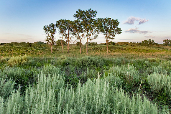 Tree Grove near Woodward Oklahoma