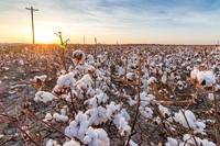 Cotton Farm