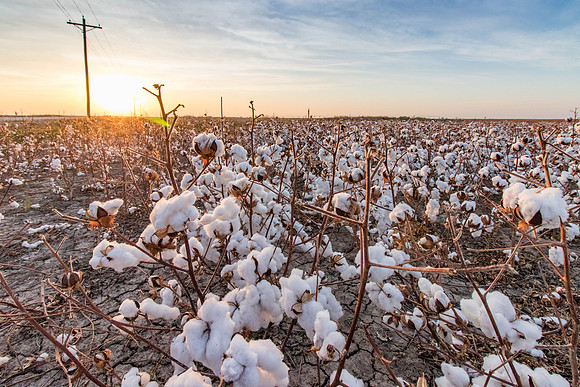 Cotton Farm