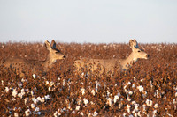 Deer in cotton
