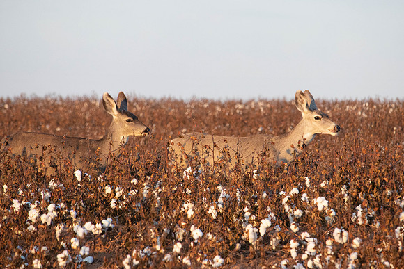 Deer in cotton